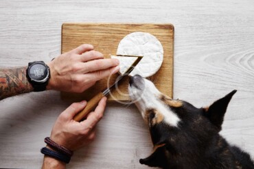 A Little Corgi „No-No“ when It Comes to Food