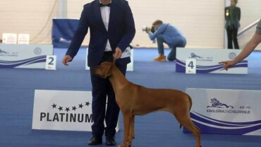 EURO DOG SHOW Slovenia 2024